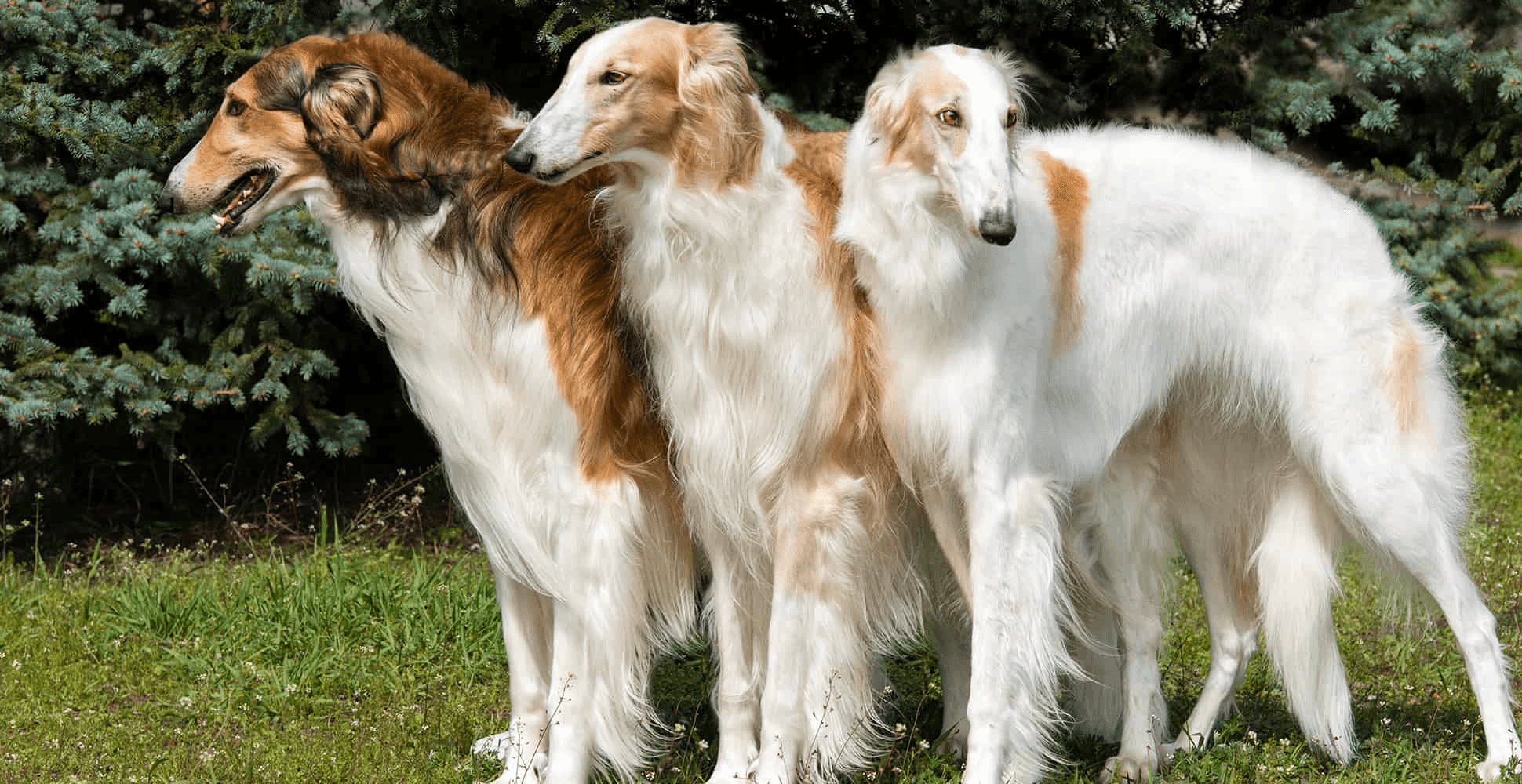 Borzoi Image